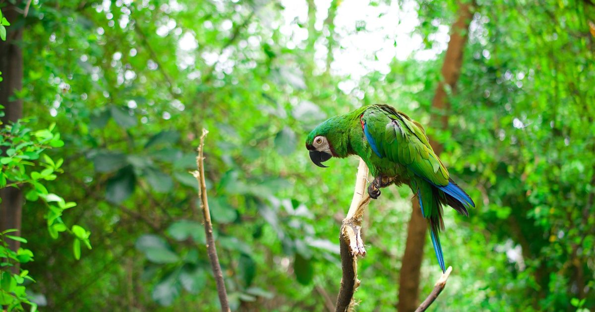 Highlights from the Green Economy Amazon… Green Economy Coalition