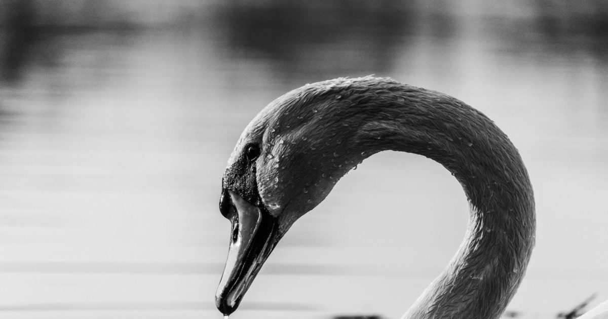 smøre undgå Drivkraft Black swans, economics, and the meaning of… | Green Economy Coalition