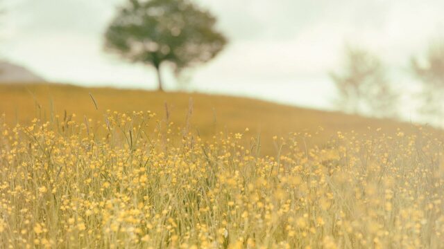 Nature Field Plants