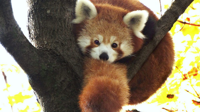 Red Panda