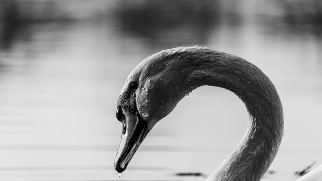 Swan_kacper chrzanowski_unsplash