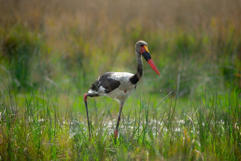 Bird Nature Wild