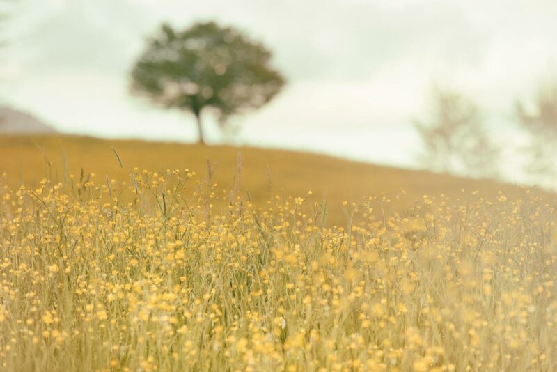 Nature Field Plants