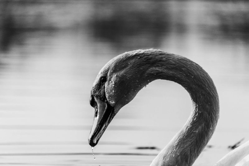 Swan_kacper chrzanowski_unsplash