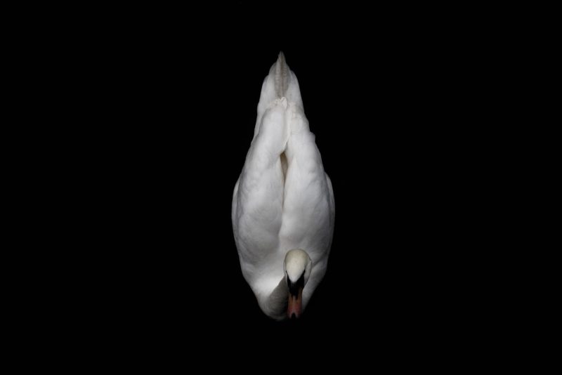 Swan_tim goedhart_unsplash