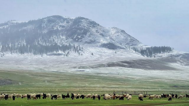Mongolia impact blog