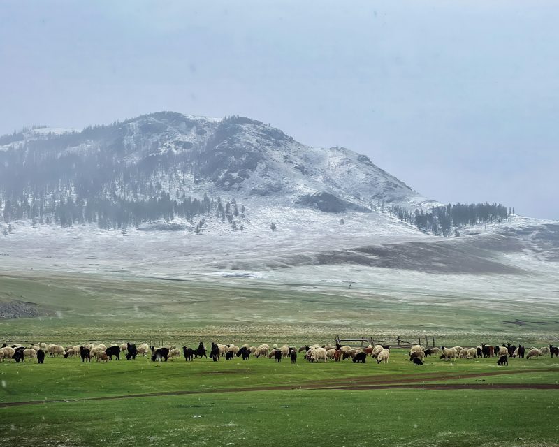 Mongolia impact blog