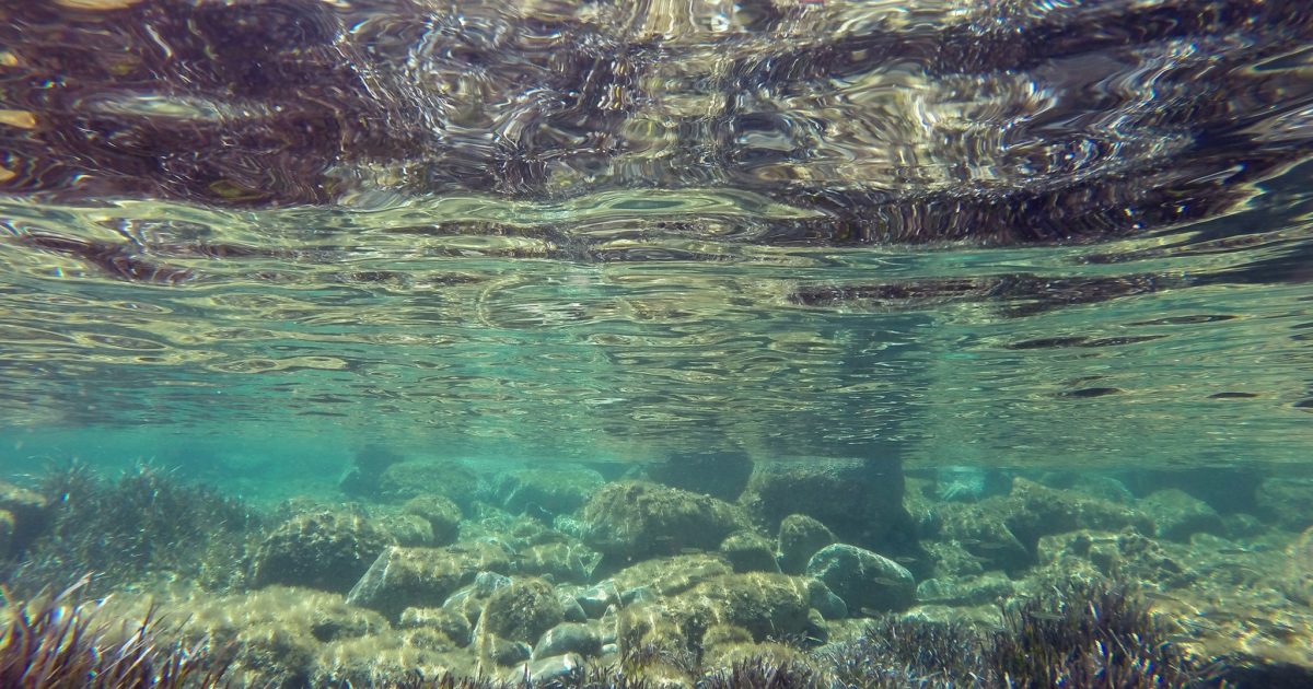 Seagrass and seaweed resources essay picture