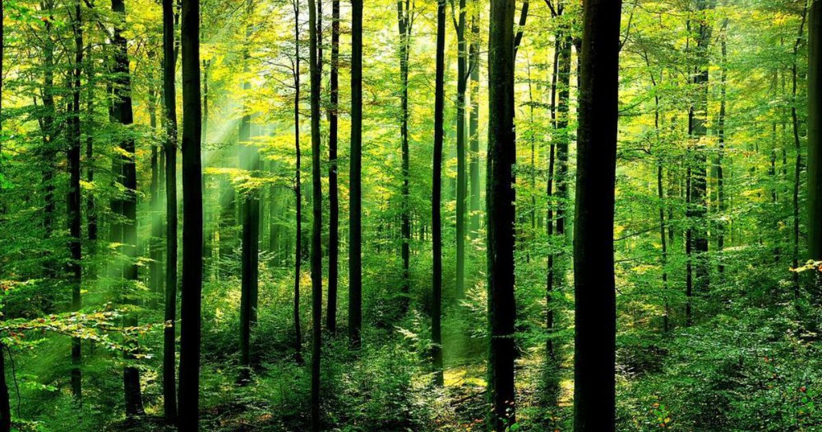 News & Analysis | Green Economy Coalition