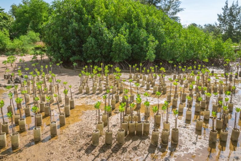 1 Planting mangroves reduces the problem of coastal erosion tapui Adobe Stock 207329411