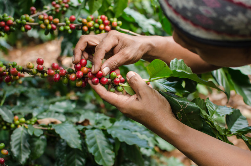 Coffee bonga1965 Adobe Stock 74955106