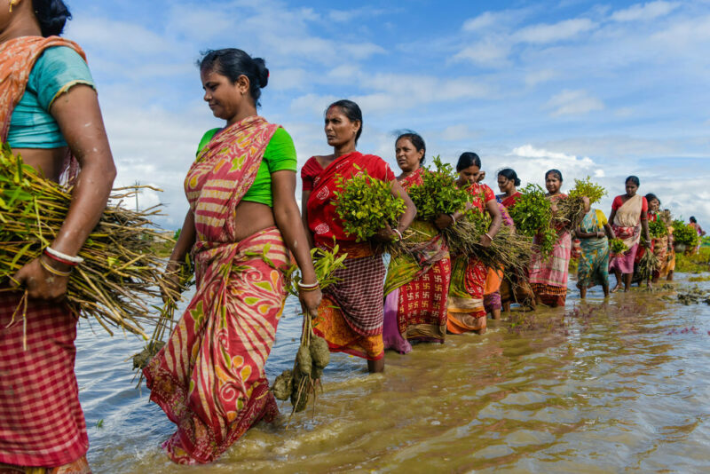 Peopleinwaterwithplants