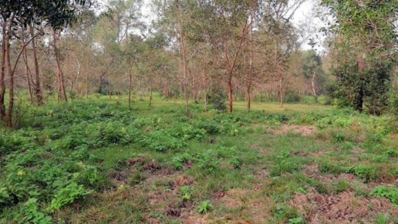 Picture of land where tharu communnities cultivated before